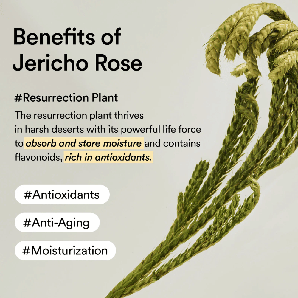 La pianta Jericho Rose – una fonte naturale di antiossidanti e idratazione. Aiuta la pelle a mantenere l'elasticità e a resistere ai segni dell'invecchiamento.