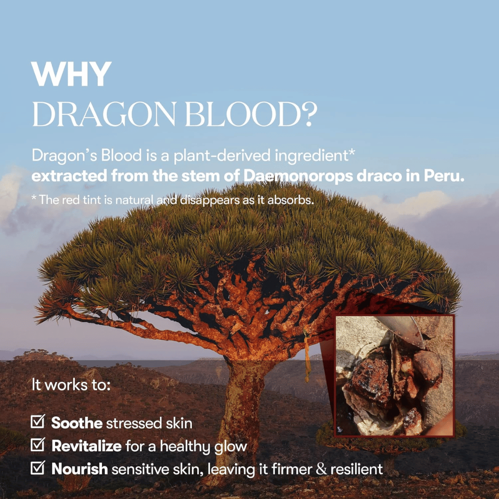 Illustrazione dell'albero del Dragon's Blood (Daemonorops draco) in Perù, ingrediente in VT Red Booster Reedle Shot 100 che calma la pelle stressata, rafforza la barriera cutanea e dona una luminosità sana.