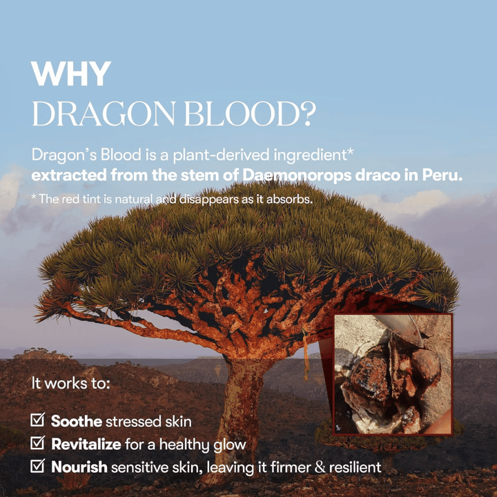 Illustrazione dell'albero del Dragon's Blood (Daemonorops draco) in Perù, ingrediente in VT Red Booster Reedle Shot 100 che calma la pelle stressata, rafforza la barriera cutanea e dona una luminosità sana.